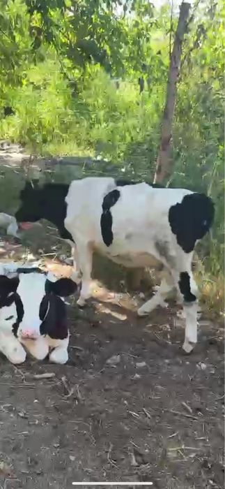Vand 3 vitele si un tauras 140 milioane