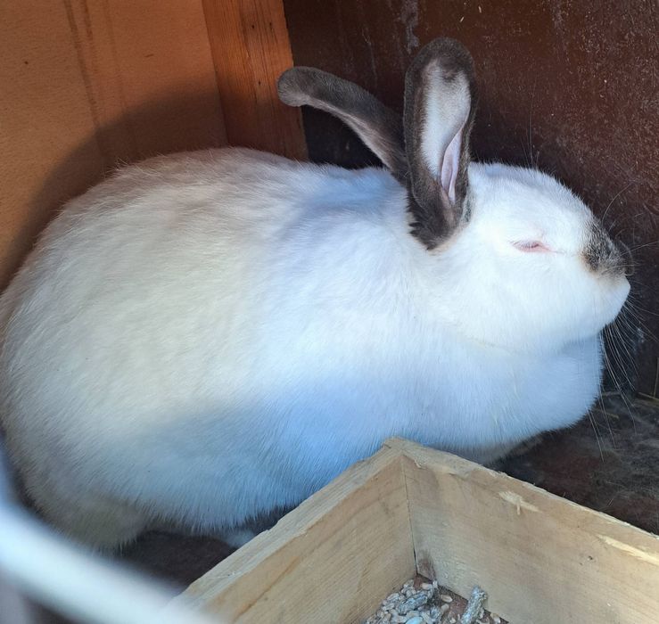 Зайци чистокръвни