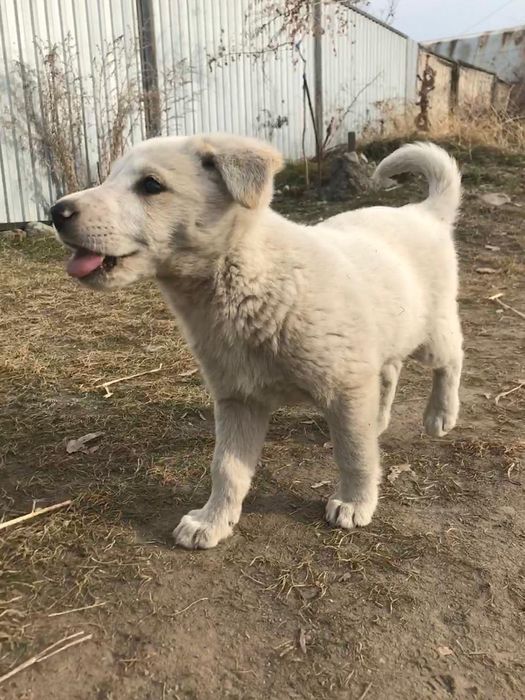 Отдам щенка в добрые руки!