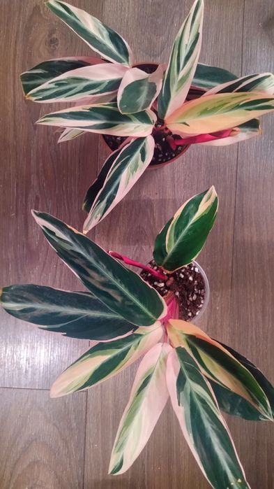 Строманта триколор