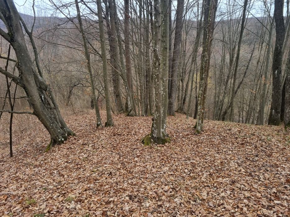 Teren de vanzare Iedera de Sus Dambovita 11000 mp