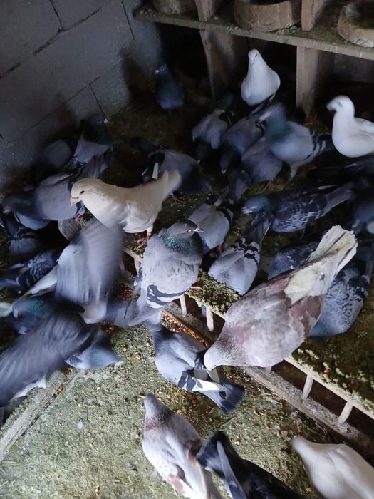 Vând porumbei voiajori