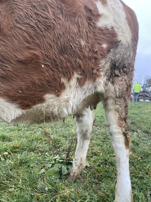 Vand junca baltata la prima fatare