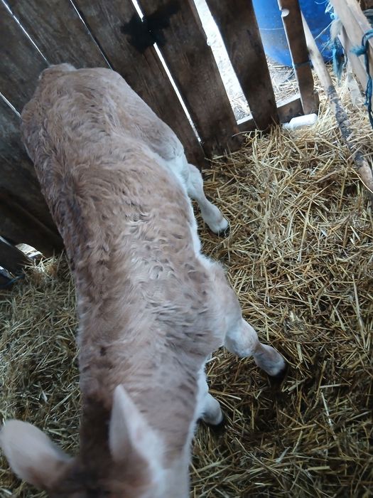 Tauras Baltat de14 zile