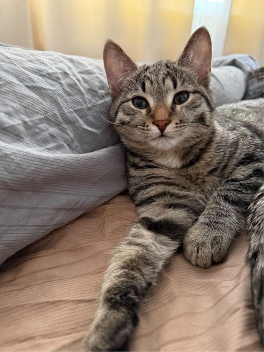 Отдам котят в хорошие руки