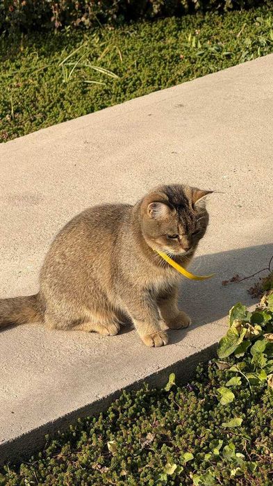 Британская короткошерстная кошка (девочка), 6,5 месяцев