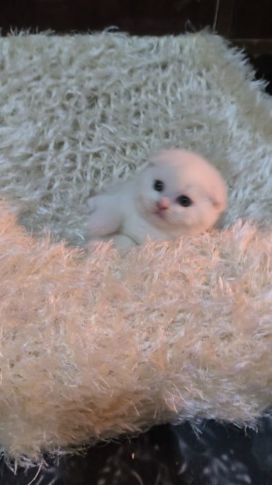 Животные кошки и