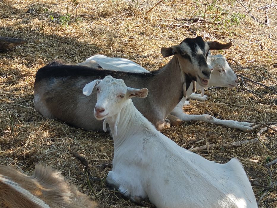 Коза и яре женско