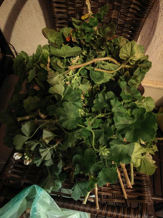 Пеларгоние - подарявам