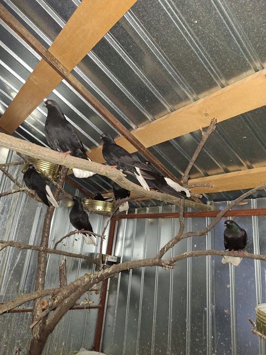 De vânzare porumbei cod alb