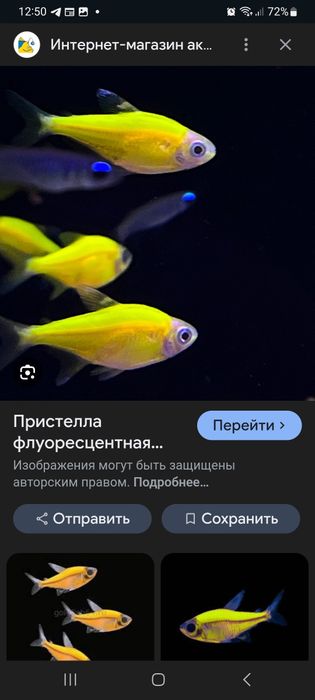 Продаётся Пристелла гло