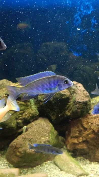 Продам рыбок пары