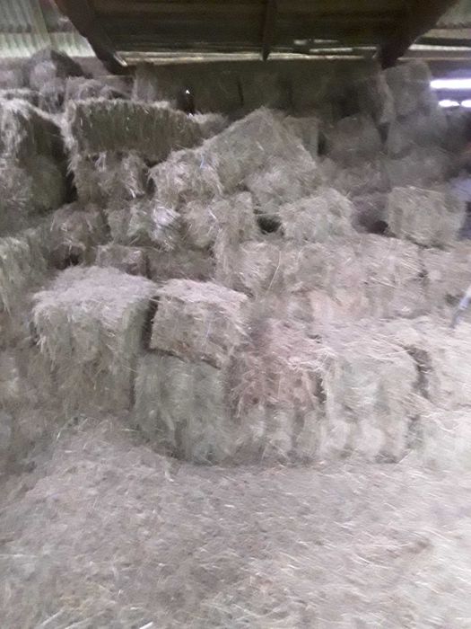 Baloti de fan de vanzare!