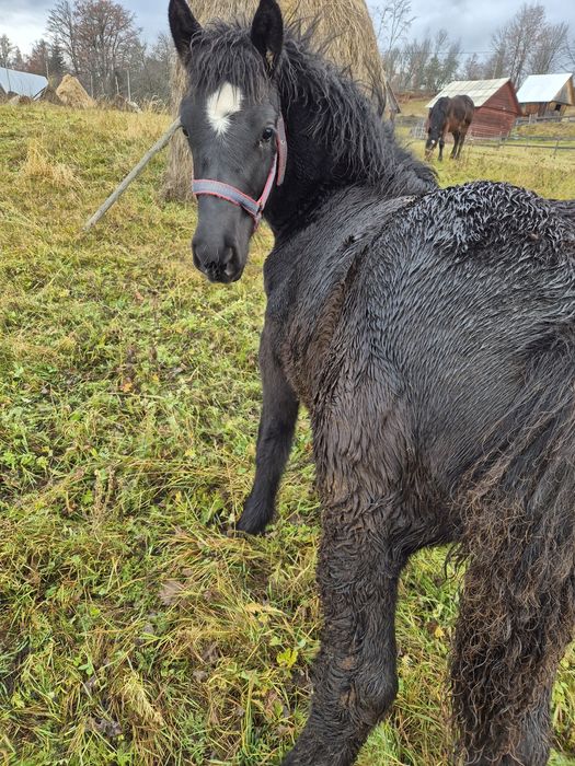 Vând doi mânji de 5-6 luni