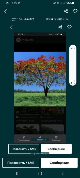 Альбиция Альбиция ленкоранская