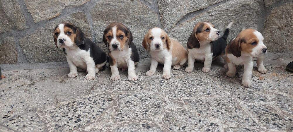 Бигъл малки кучета