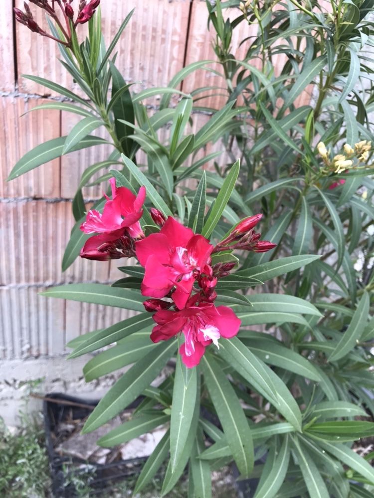 Leandru/ Leandrii Plante Flori nuante si soiuri rare galben alb rosu