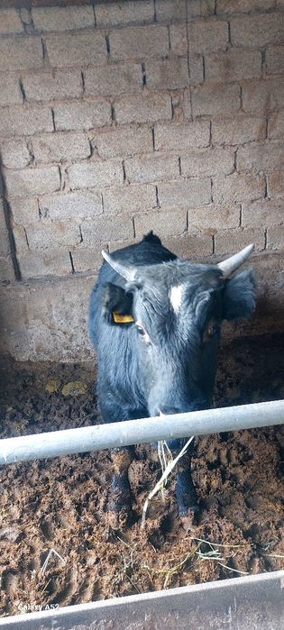 Бұқа 1 жасар 480000 тг