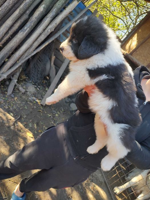 Se vinde Cățel de Bucovina