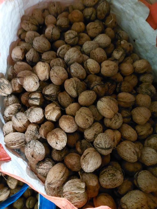 Nuci proaspete coaja subțire