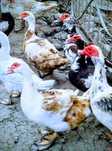 Ratoi lesesc 4 kg - varsta 1 an!! Crescut natural!! 120 lei bucata!!