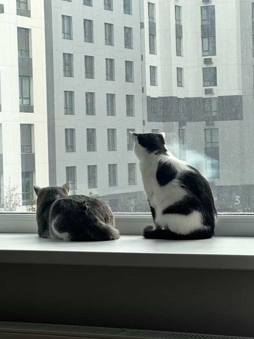 Отдам кошку в добрые руки