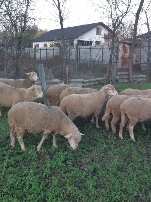 De vanzare oi merinos!