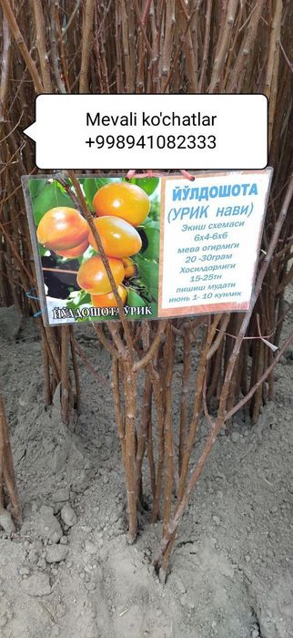 Mevali ko'chatlar [саженцы фруктов]