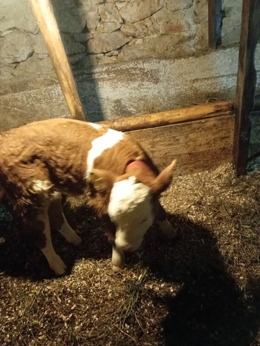 Vițel 3 săpt și vițea 2 săpt