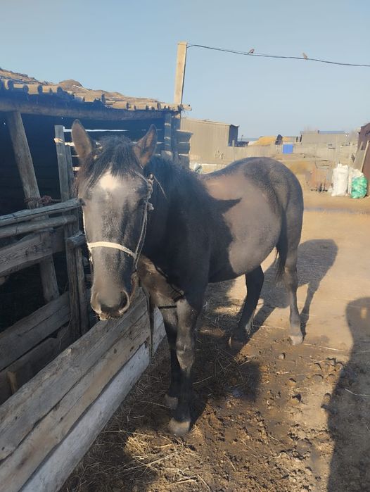 Продам лошадь 1.5-2 года