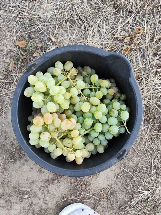 Struguri de masa si de vin