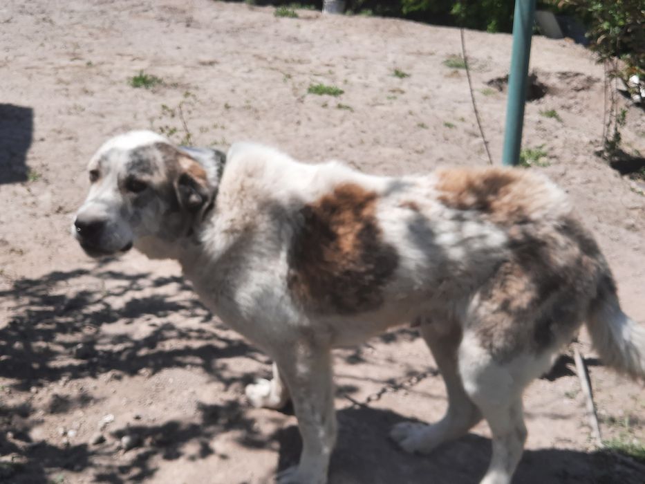 ПРОДАМ СОБАКУ породы Алабай