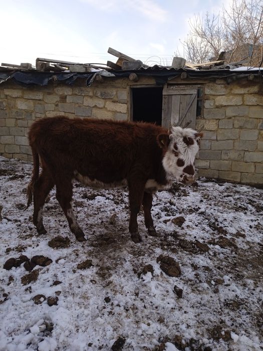 Продам двух тёлок