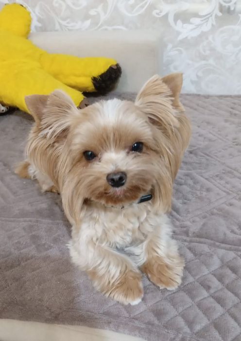 Вязка с цветным йорком