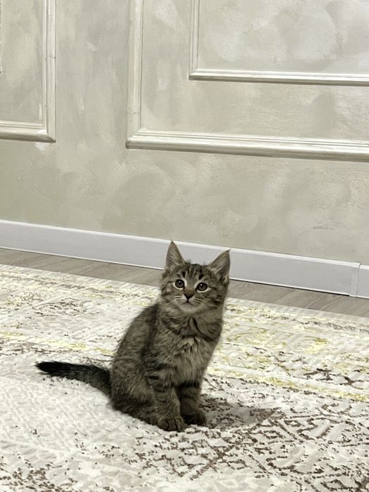 Продается котята