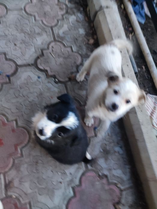 Отдам бесплатно в добрые руки щенков. Ласковые, игривые, симпатичные.