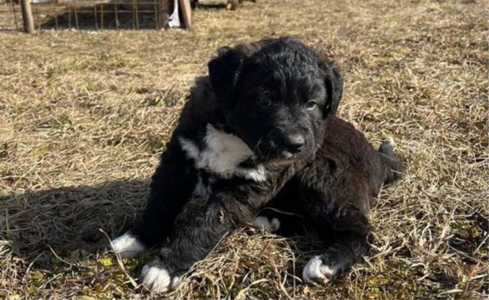 Ciobanesc Corb rasa pura