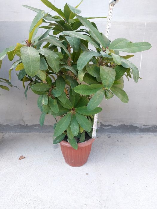 Малочай. болЬшой.