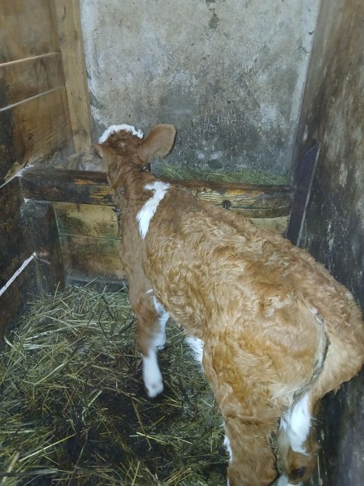 Vând vacă cu vițea