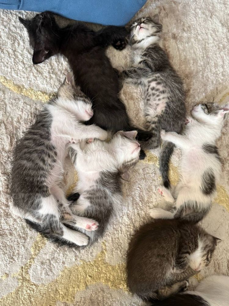 продается котенки