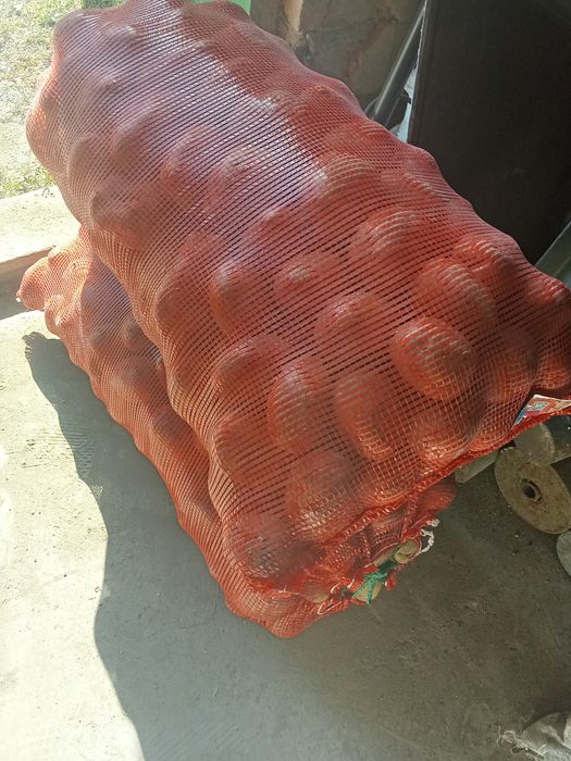 Картофель домашний