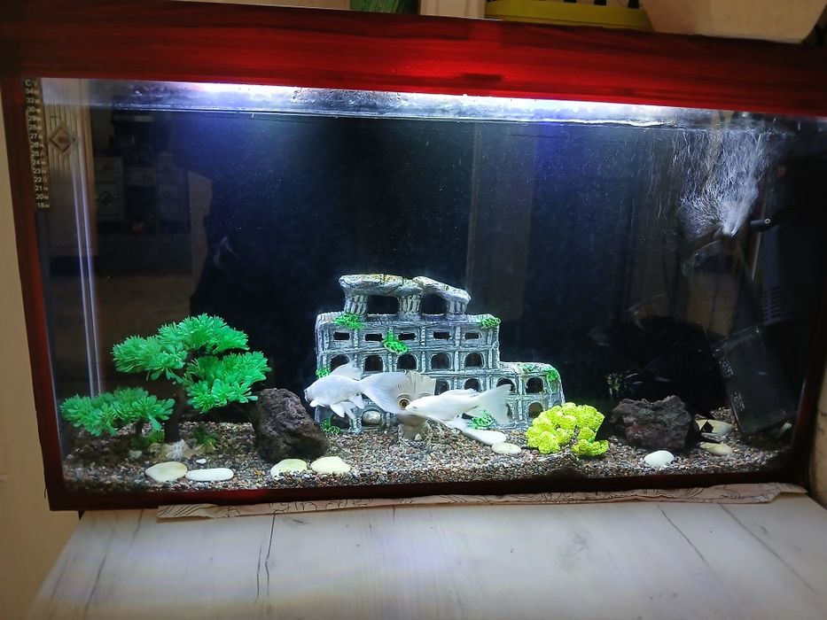 Аквариум 120л в идеале