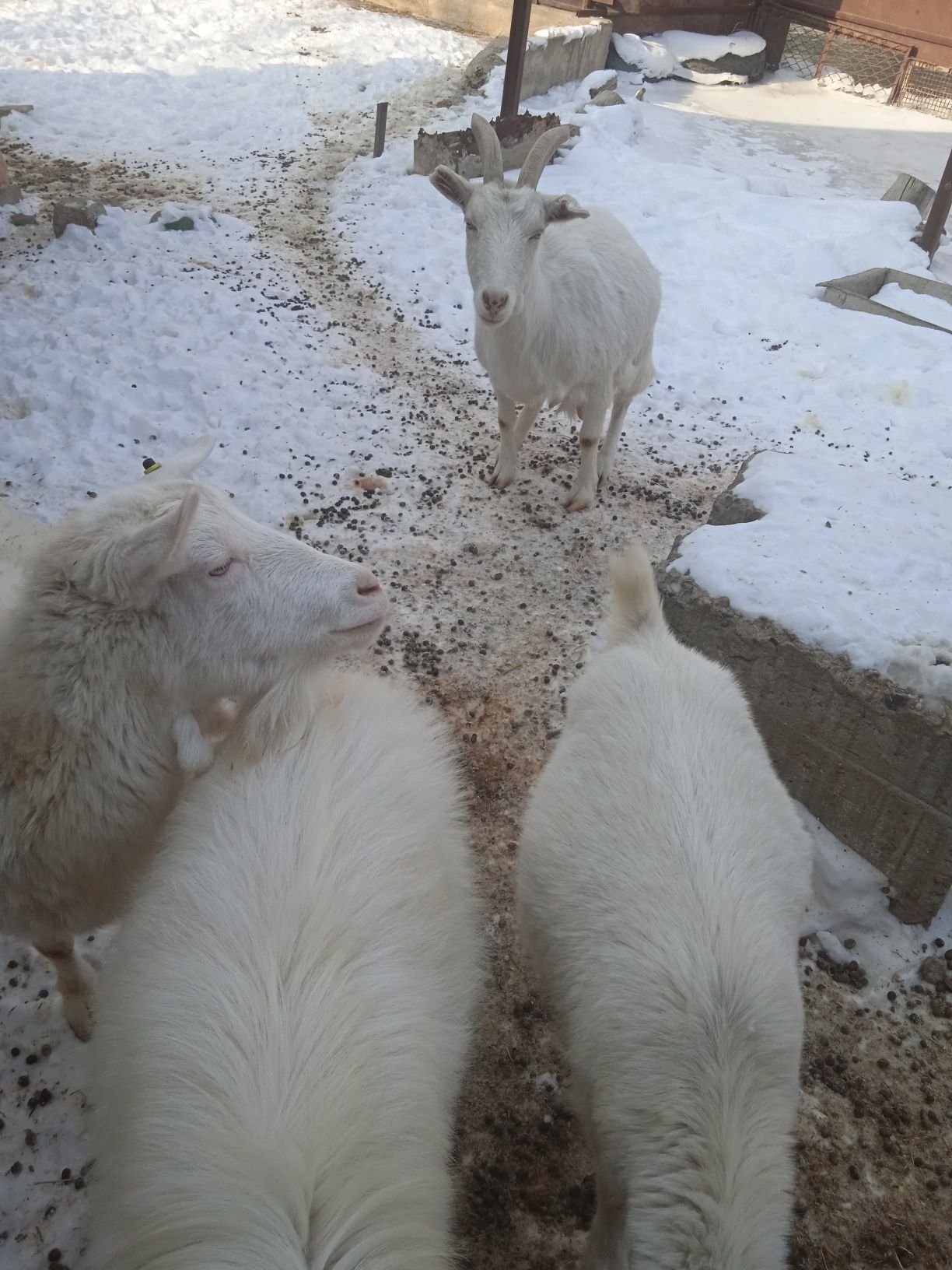 Продам семейство  коз