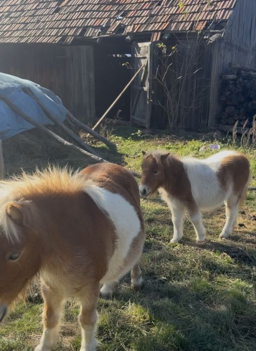 Pui de ponei de vanzare