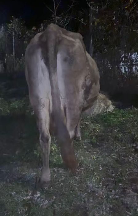 Vand vaca gestantă în 7 luni