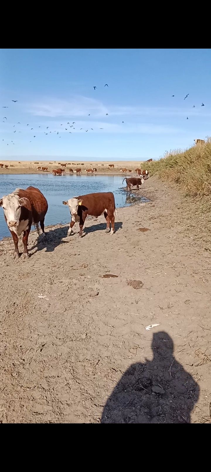 Ак бас подсос букалар
