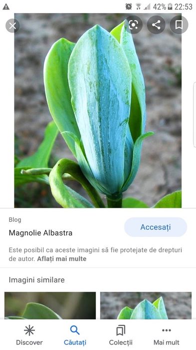 Magnolia Galbena si Albastra