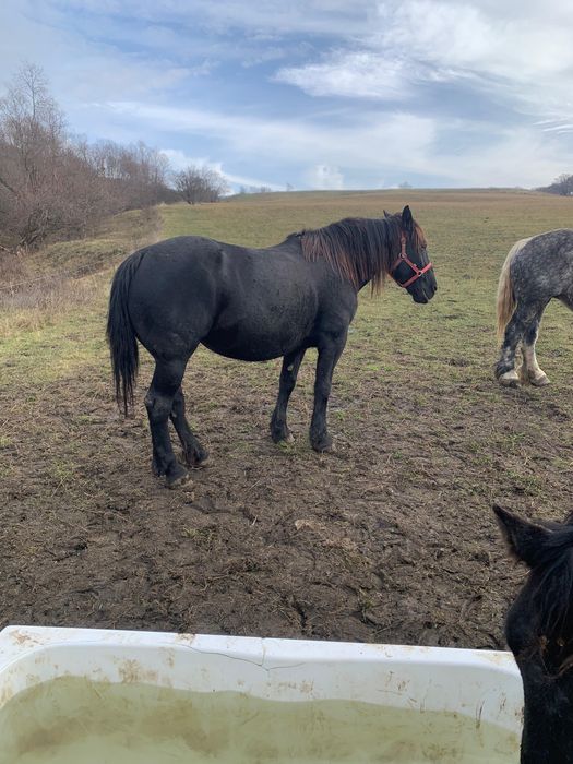 Iapa neagra frumoasa