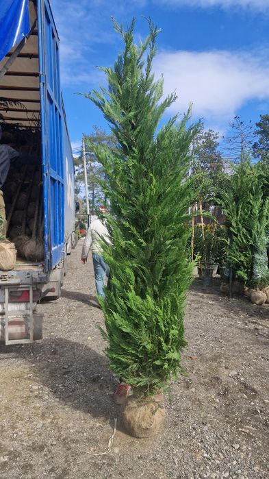 Tuia leylandii super oferta