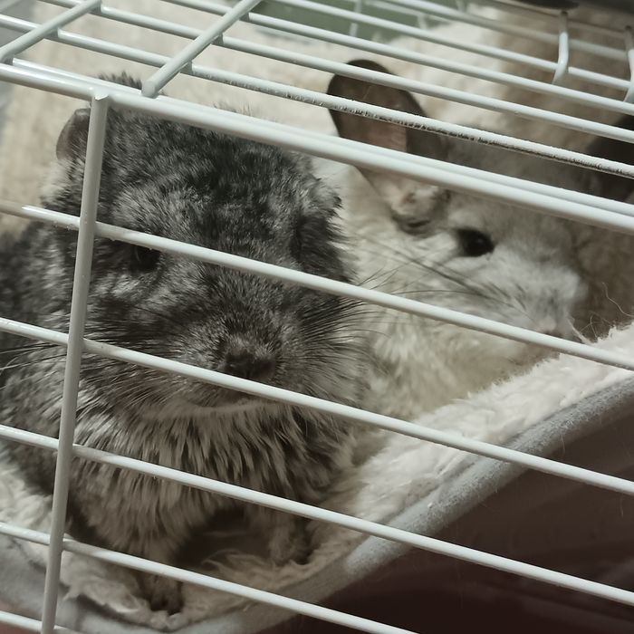 Продам шиншилл в хорошие руки